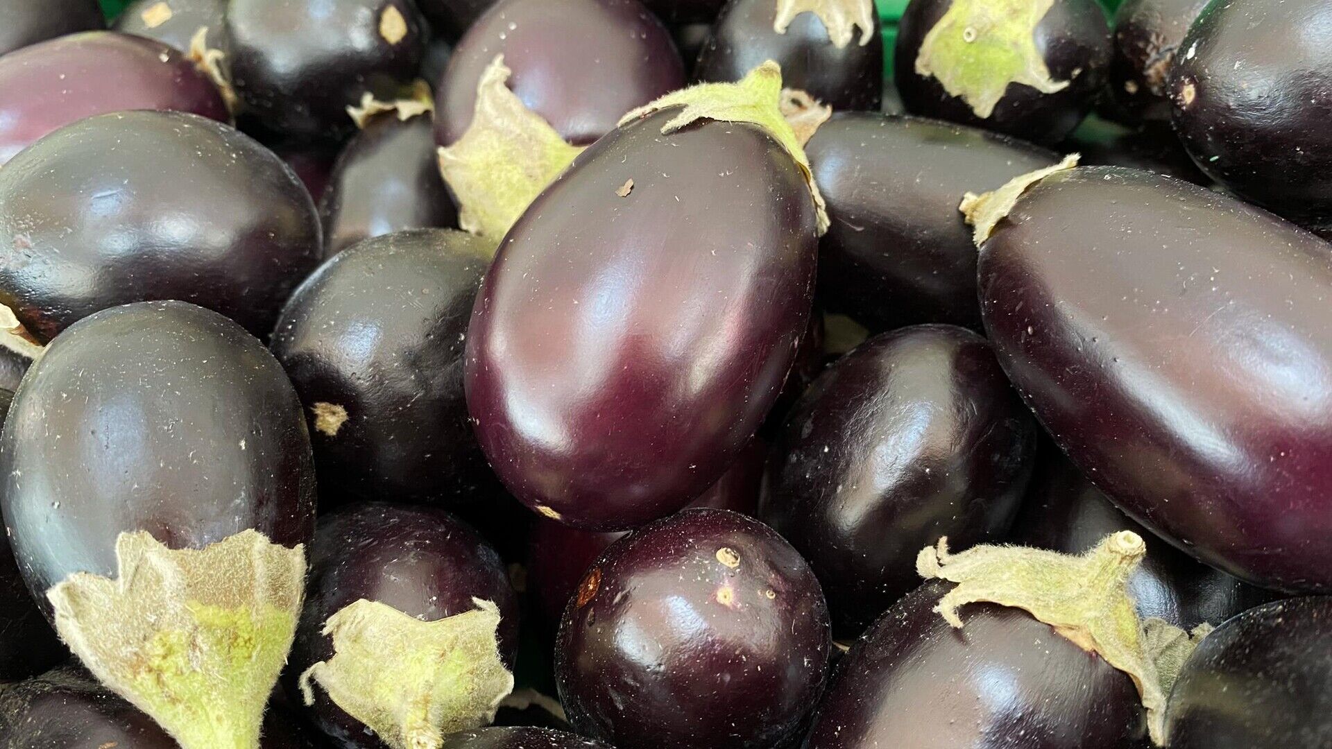 Aubergine | Kg